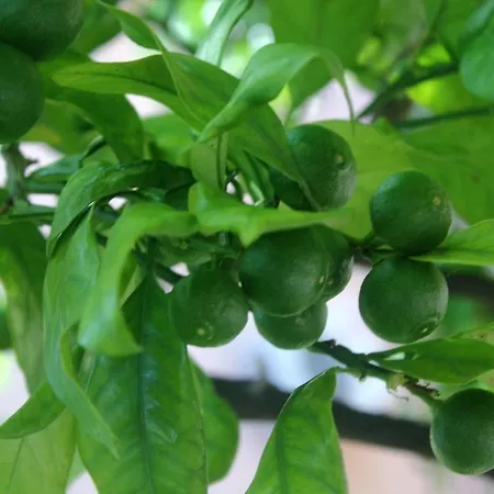 شقة By The Sea Orebic, Peljesac - 10190