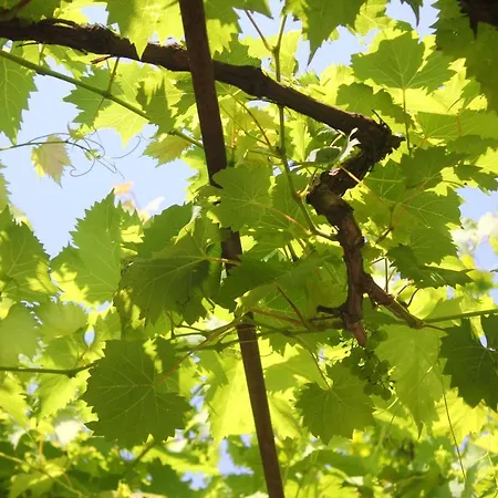 By The Sea Orebic, Peljesac - 10190 *