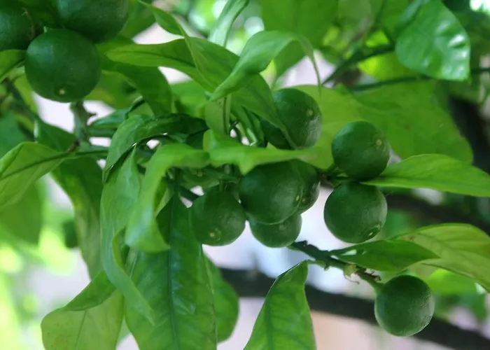 Apartman By The Sea Orebic, Peljesac - 10190